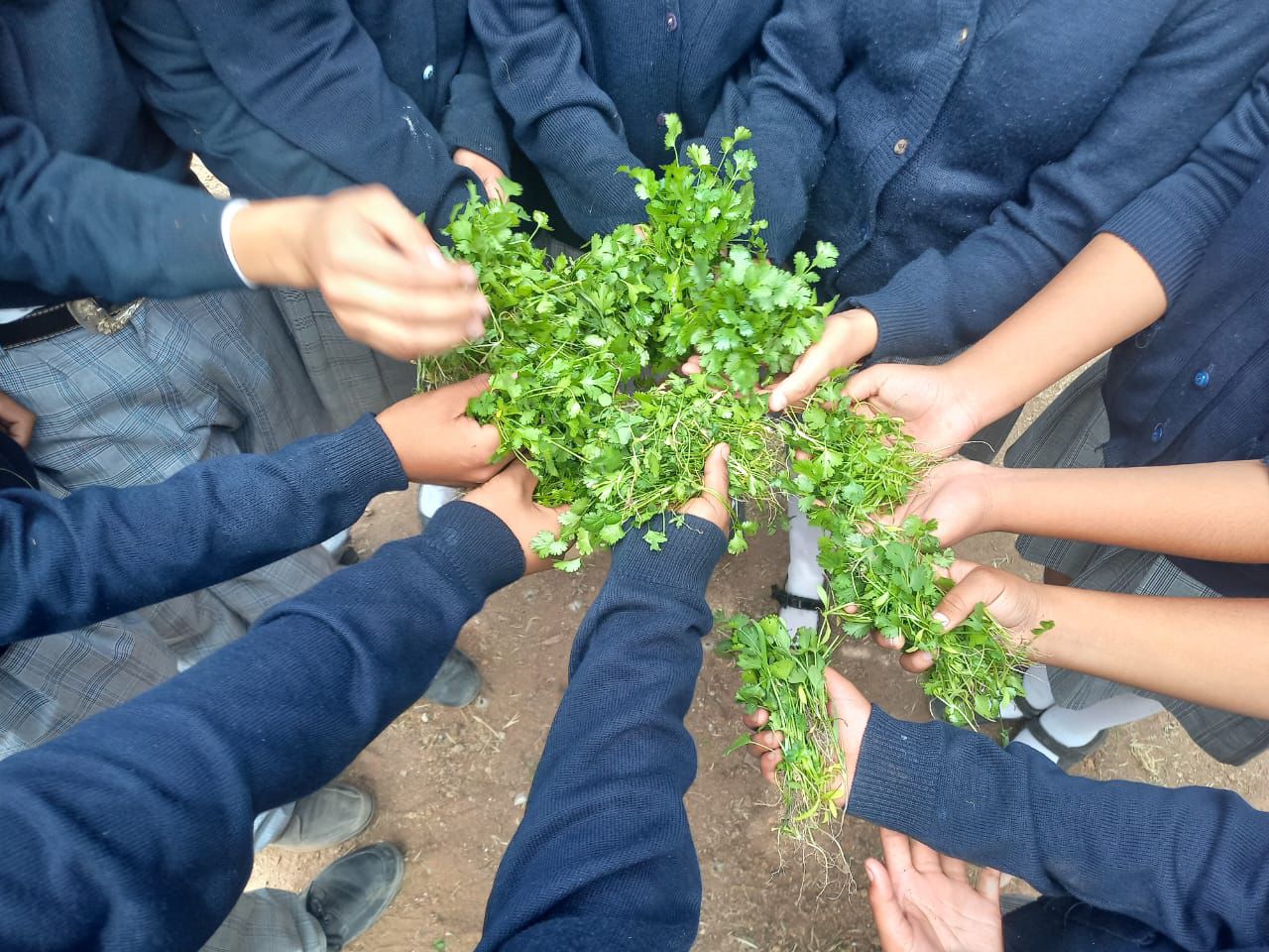 Niños con plantas de cilantro
