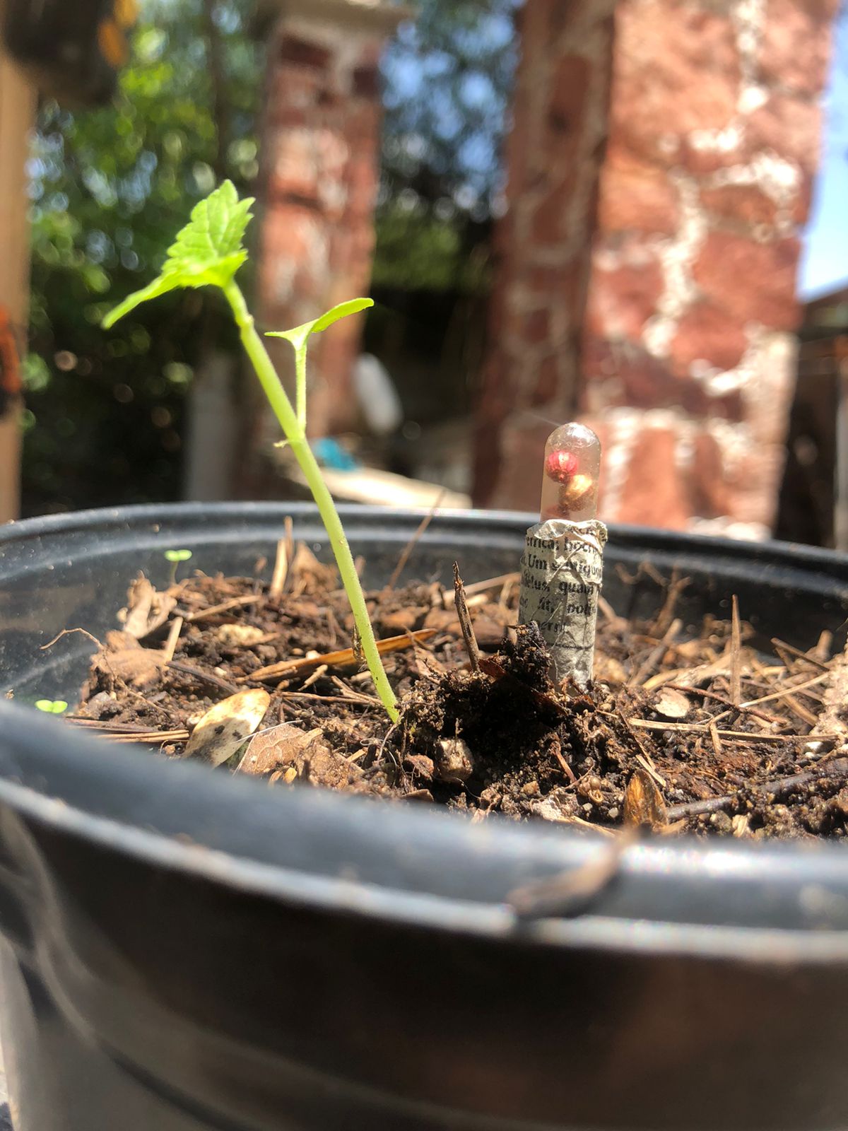 Planta en maceta junto a lápices ecológicos