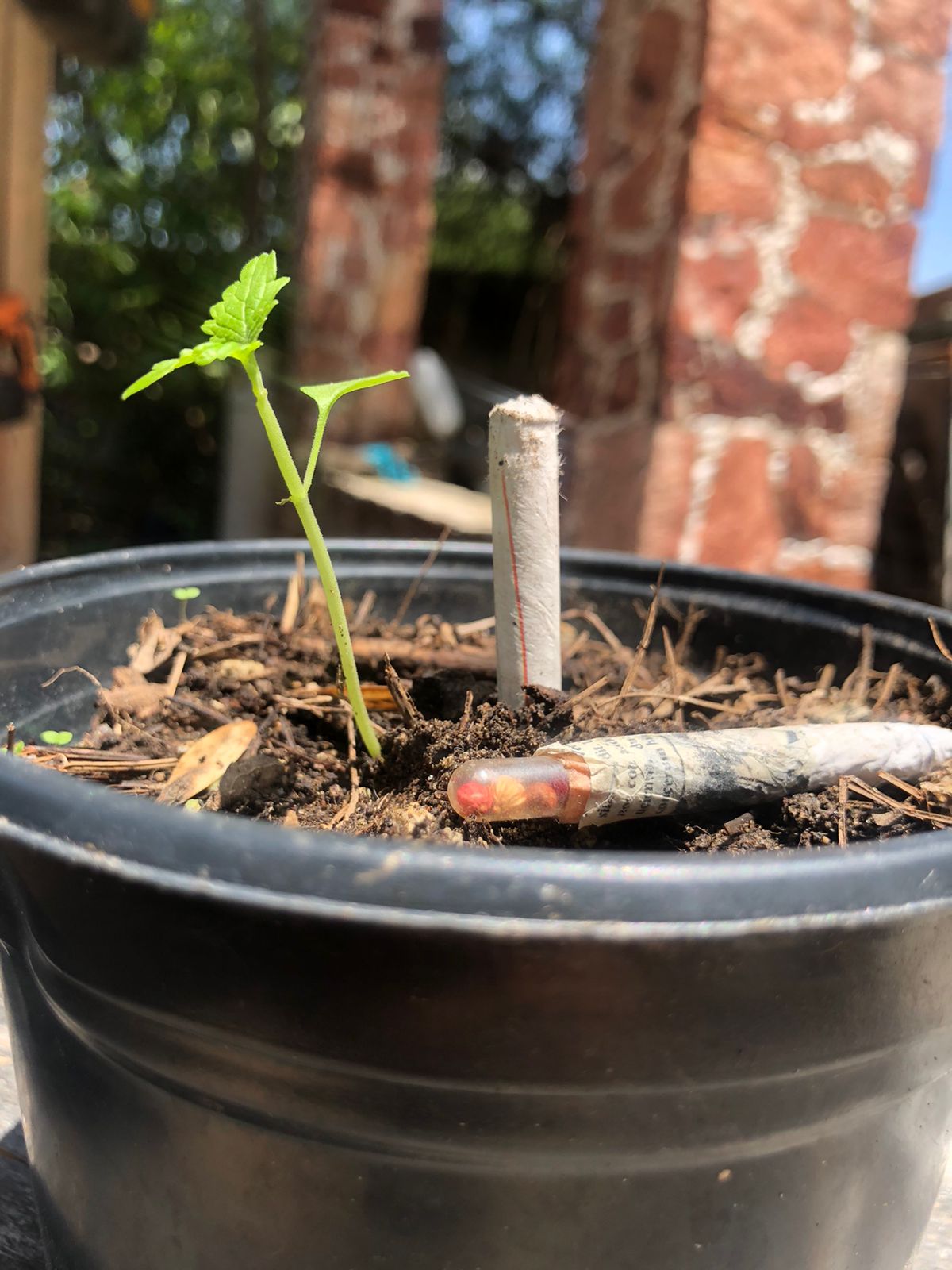 Planta creciendo al lado del lápiz