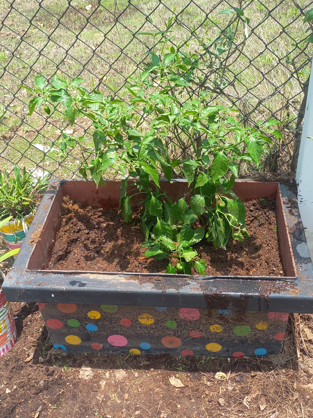 Planta grande