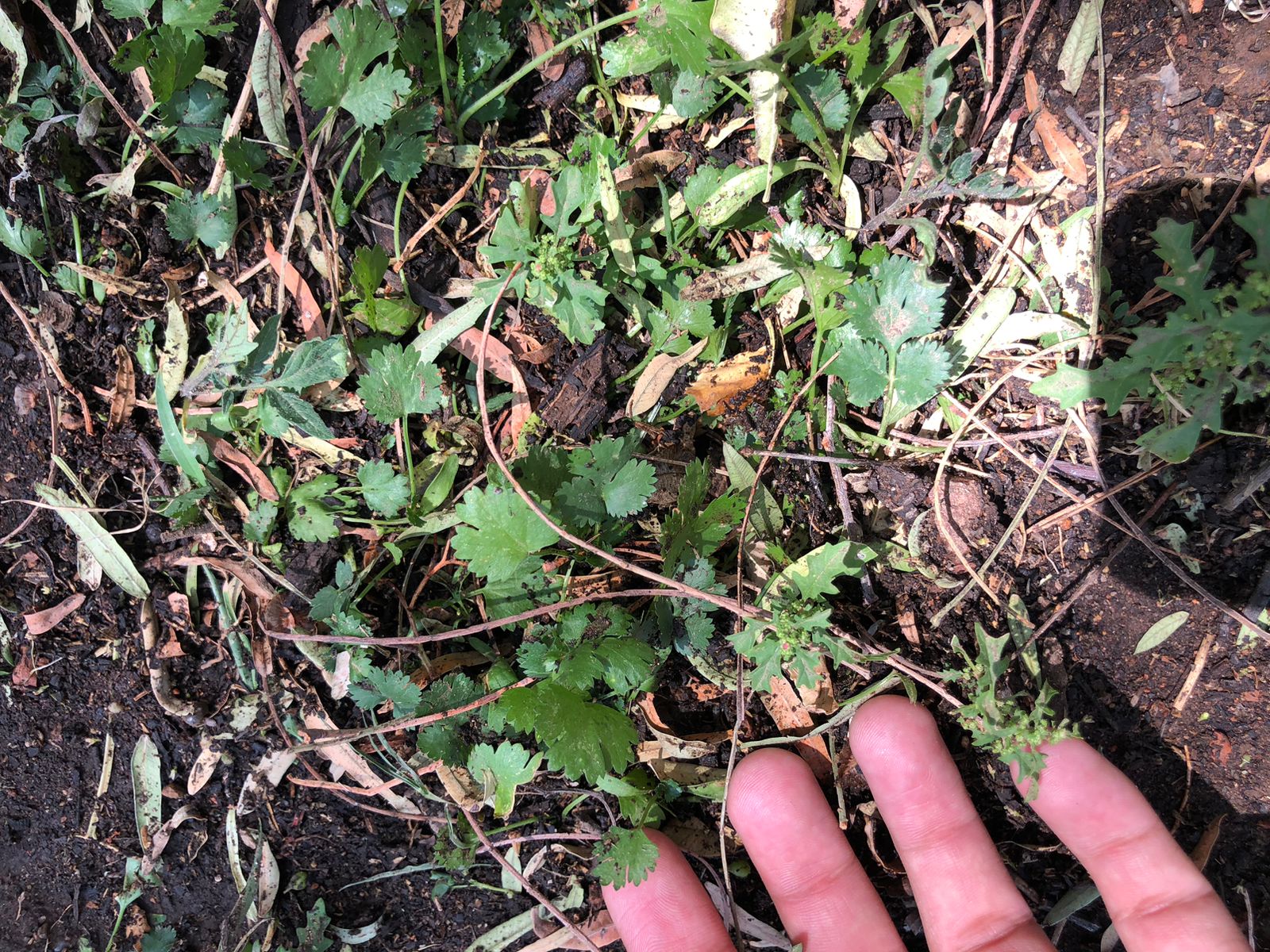 Cilantro creciendo en la tierra